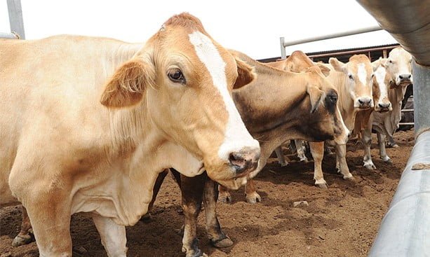 Fmd , foot and mouth disease etiology, economic importance, epidemiology, transmission , pathogenesis , clinical signs, sequale and postmortem lesions