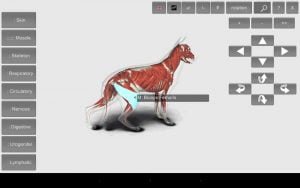 3D Dog Anatomy Android App 4