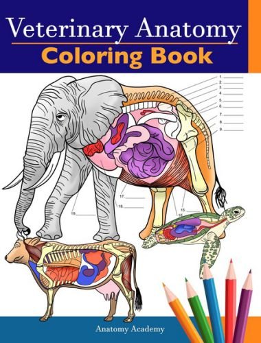 Veterinary anatomy coloring book
