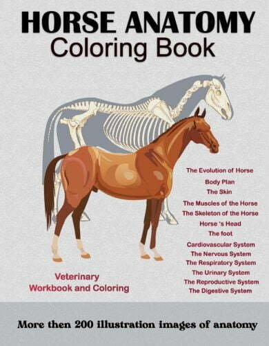 Horse anatomy coloring book 1st edition